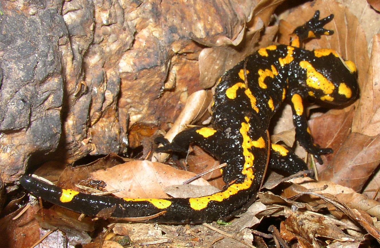 Salamandra